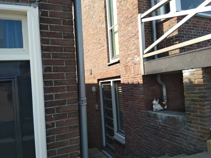Cat in Holland